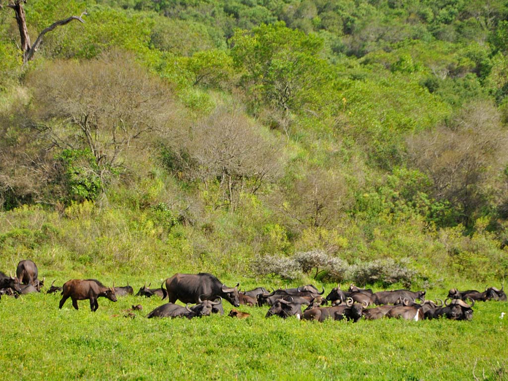 Image Slider No: 3 Walking Tour in Arusha National Park Day Trip