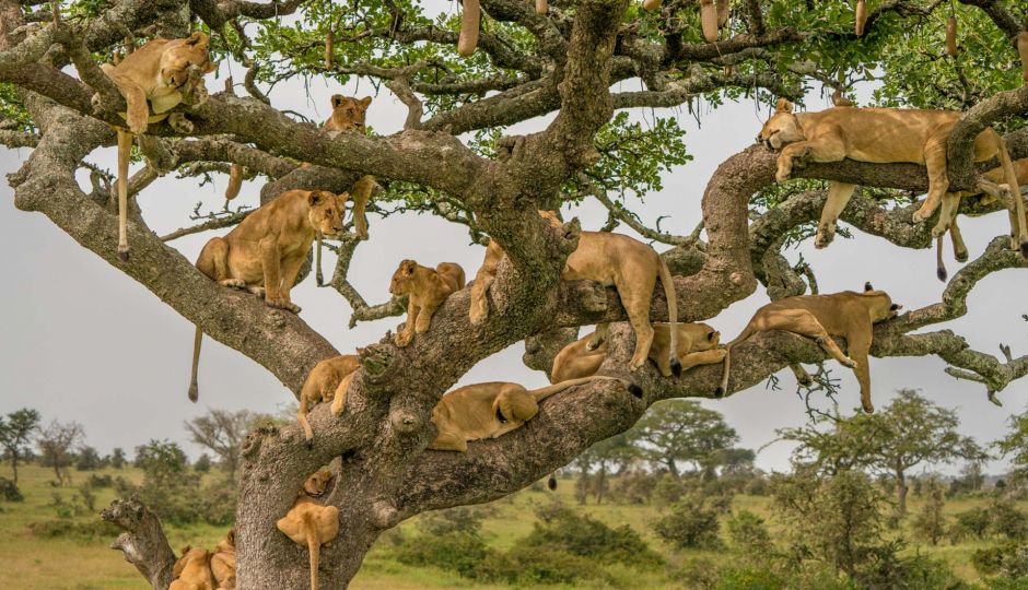 5 Days Best Serengeti Lodges Safari