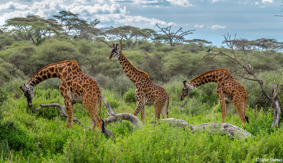 3 Days Tanzania Safari Adventures