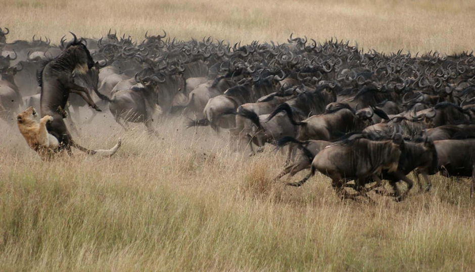 7 Days Wildebeest Migration - Hunting With Hadzabe Tribe in Lake Eyasi