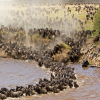 Thumb Nail Image: 4 Witnessing the Spectacle of a Lifetime: The Serengeti Wildebeest Migration