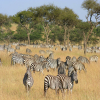 Thumb Image No: 4 8 Days Best Serengeti Migration Safari