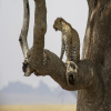 Thumb Nail Image: 3 Embark on the Ultimate African Adventure: Exploring Tanzania's Wildlife with Lindo Travel & Tours