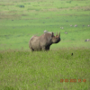 Thumb Nail Image: 3 Exploring the Natural Wonder of Ngorongoro Crater: A Safari Experience Like No Other