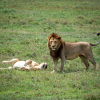 Thumb Nail Image: 4 Exploring the Natural Wonder of Ngorongoro Crater: A Safari Experience Like No Other