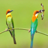 Thumb Nail Image: 1 Wings of Wonder: A Bird Watching Safari in Tanzania