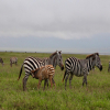 Thumb Image No: 4 5 Days Budget Tanzania Camping Safari