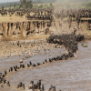 Thumb Nail Image: 1 Witnessing the Spectacle of a Lifetime: The Serengeti Wildebeest Migration
