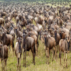 Thumb Image No: 1 8 Days Best Serengeti Migration Safari