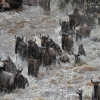Thumb Nail Image: 4 Witnessing the Spectacle: The Best Time to See the Great Wildebeest Migration in Tanzania