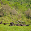 Thumb Image No: 3 Walking Tour in Arusha National Park Day Trip