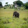 Thumb Nail Image: 2 From Arusha to Serengeti - A Safari Adventure of a Lifetime