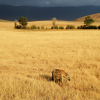 Thumb Image No: 2 5 Days  Adventure Tanzania Lodge Safari