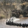Thumb Nail Image: 2 Witnessing the Spectacle of a Lifetime: The Serengeti Wildebeest Migration
