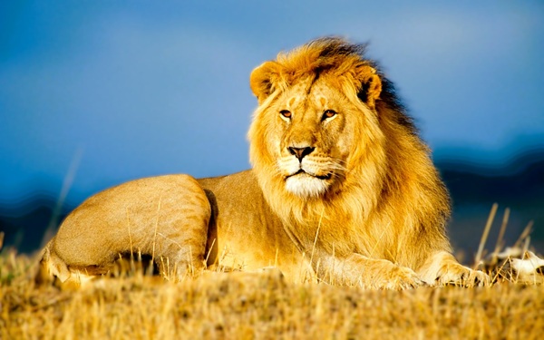 Handsome male lion, tanzania safari