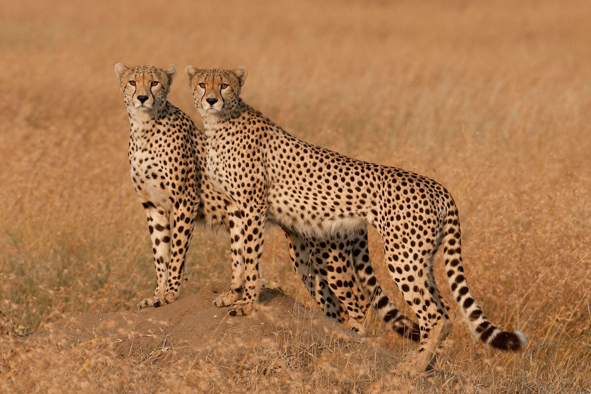 SlideShow Image Number 23 all for Tanzania Safaris images.