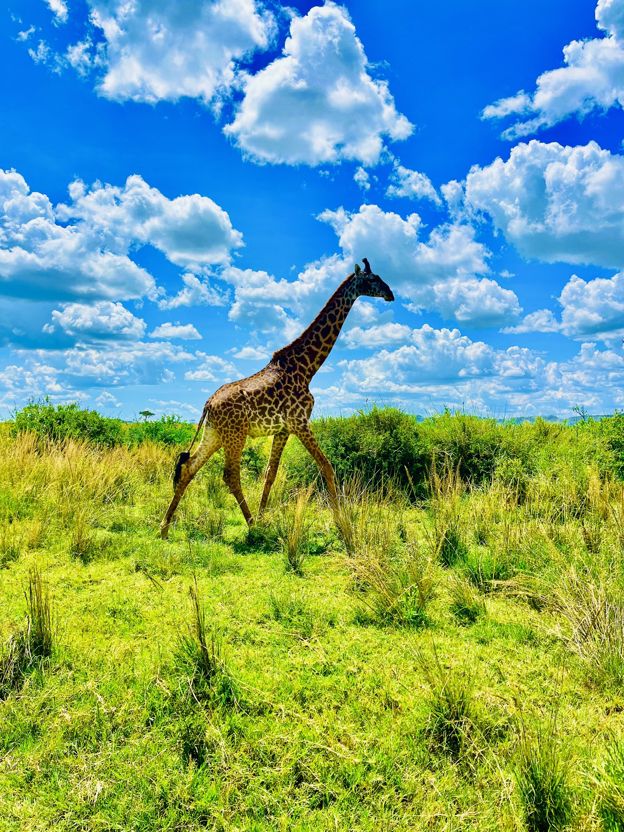 SlideShow Image Number 19 all for Tanzania Safaris images.