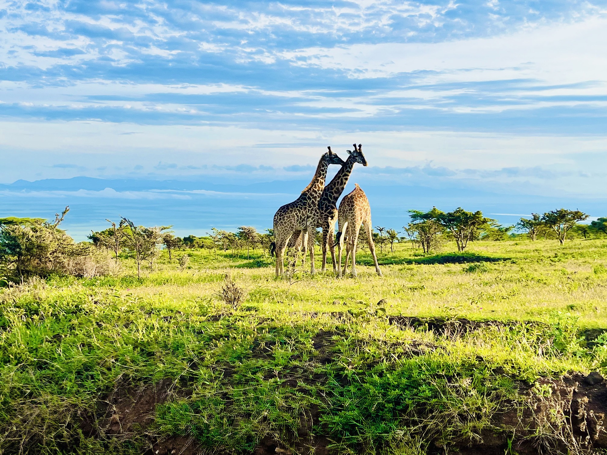 The Giraffes in Ngorongoro Conservation Area