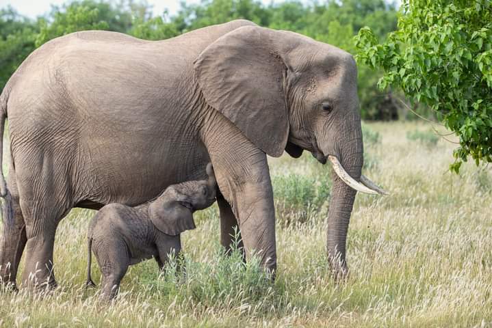 SlideShow Image Number 1 all for Tanzania Safaris images.