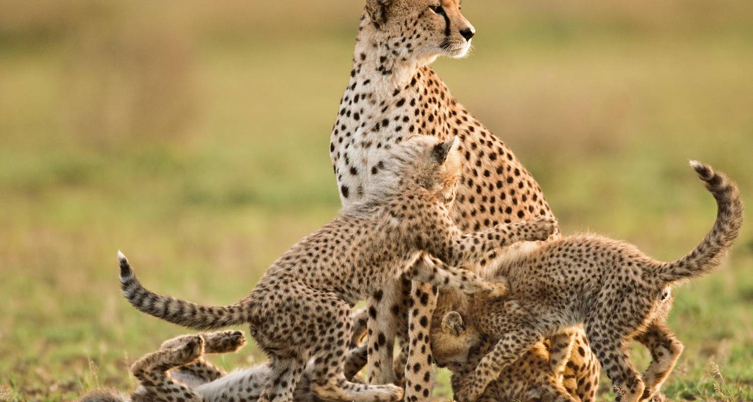 SlideShow Image Number 8 all for Tanzania Safaris images.