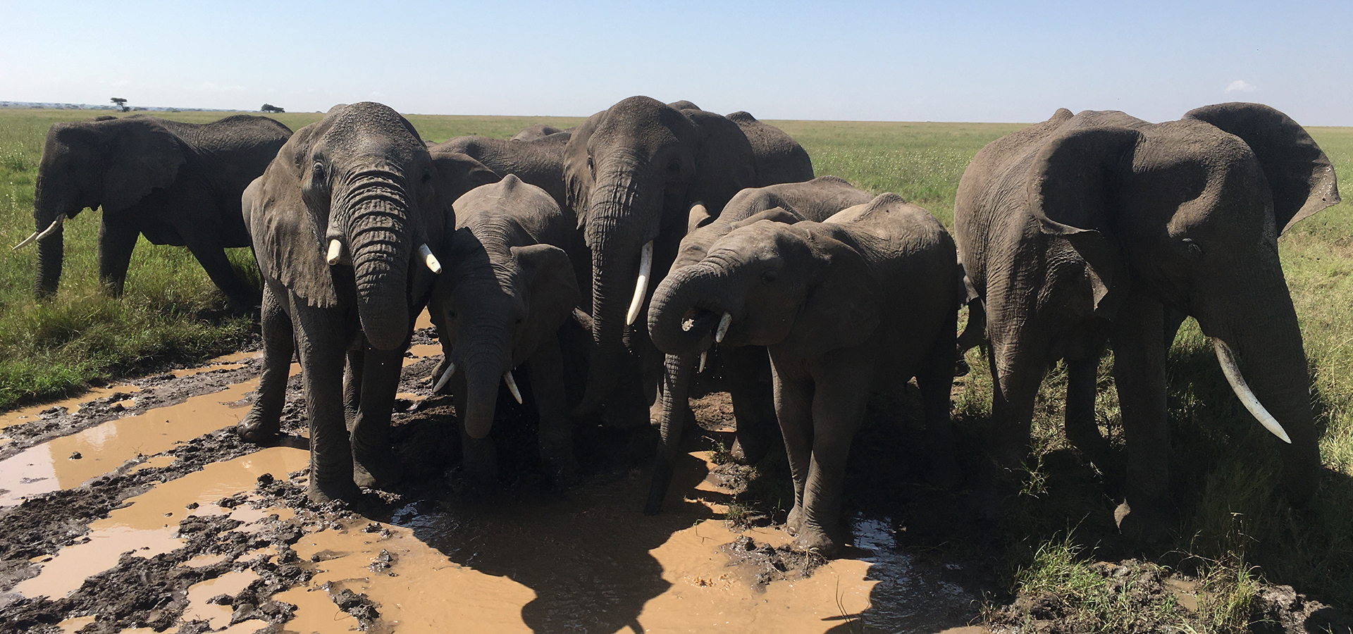SlideShow Image Number 2 all for Tanzania Safaris images.