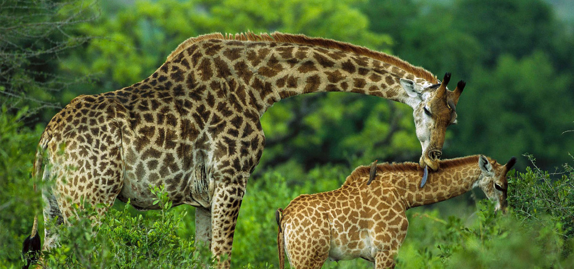 SlideShow Image Number 9 all for Tanzania Safaris images.