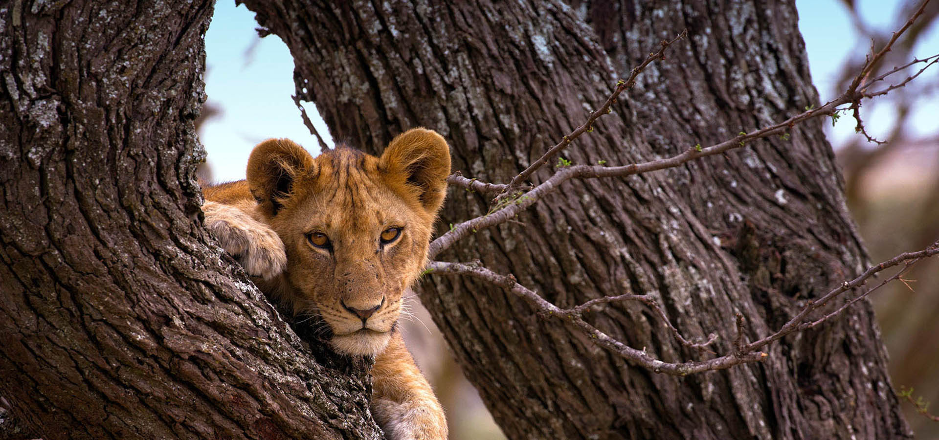 SlideShow Image Number 2 all for Tanzania Safaris images.