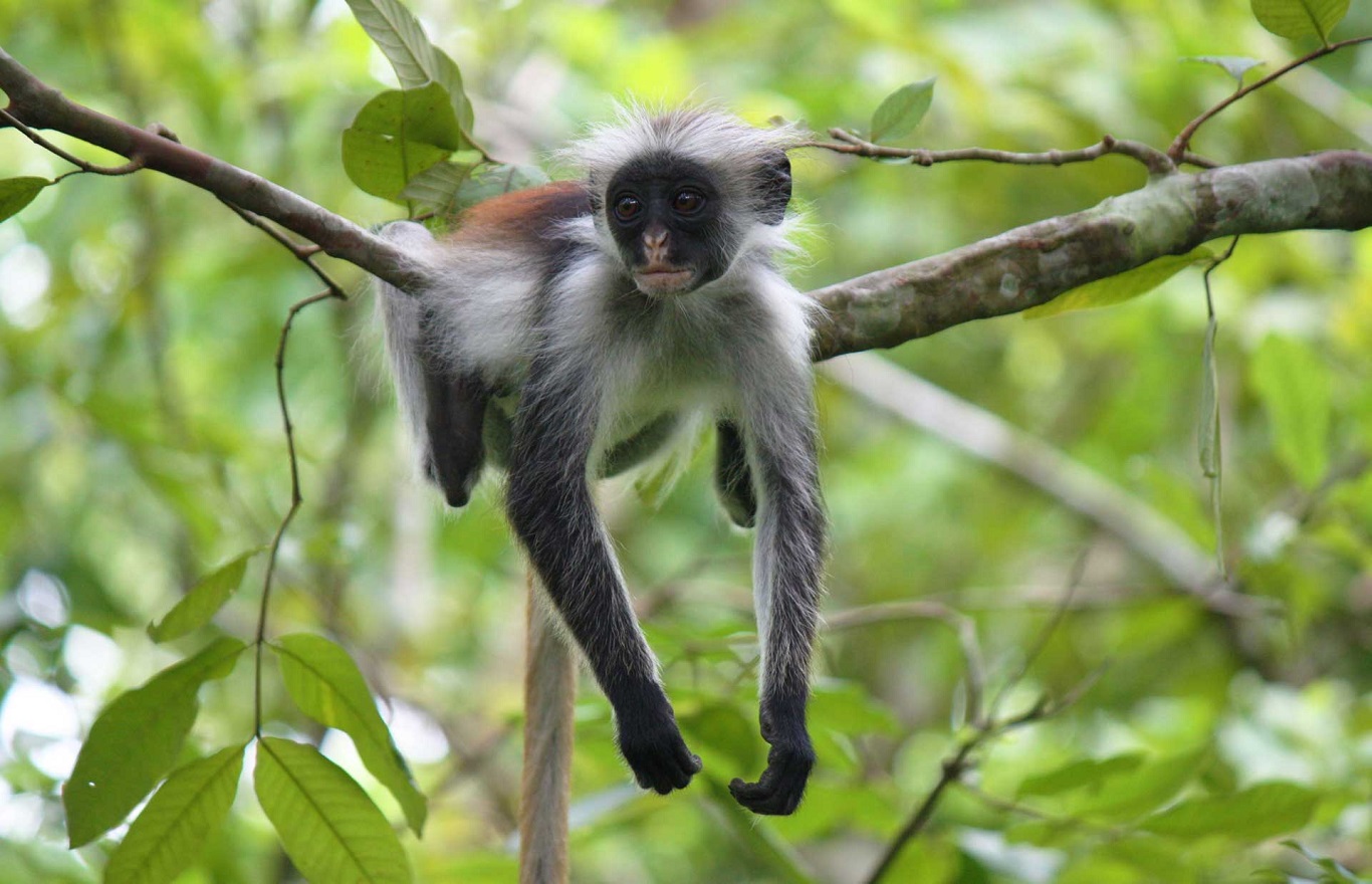 SlideShow Image Number 7 all for Tanzania Safaris images.