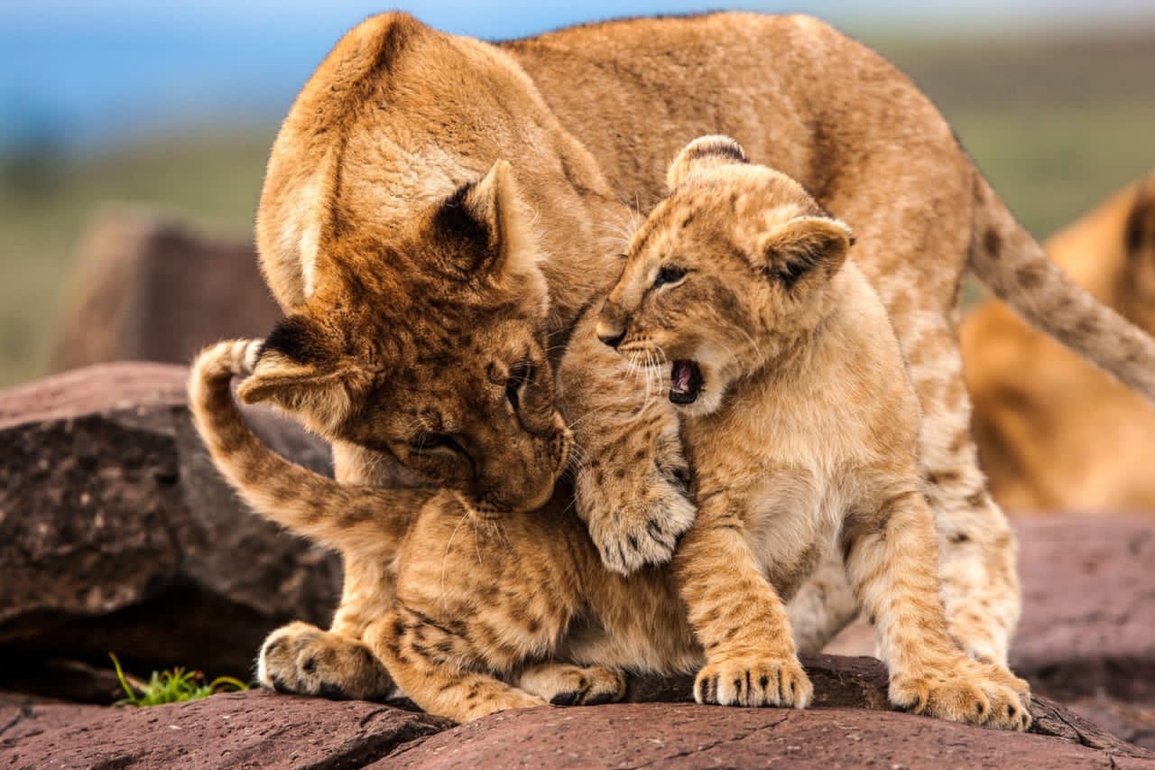 SlideShow Image Number 4 all for Tanzania Safaris images.