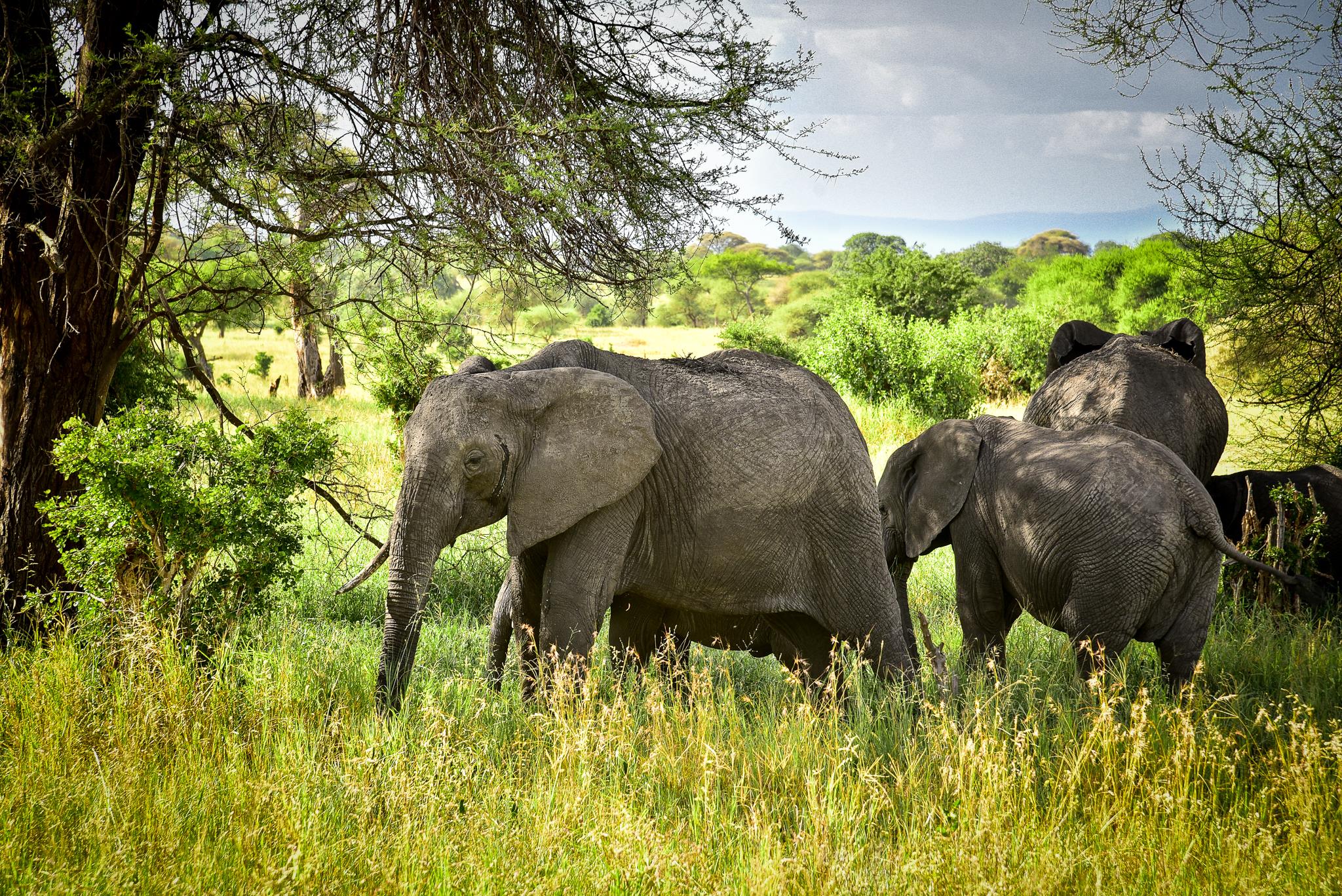 SlideShow Image Number 6 all for Tanzania Safaris images.