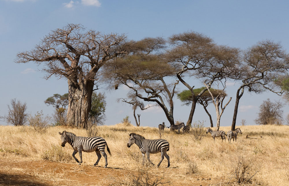 Image Slider No: 5 Best Of Tarangire National Park Day Tour