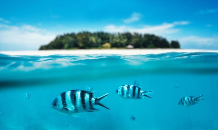 SlideShow Image number: 4 Beach Holidays - How to find Things & Places to Visit in Zanzibar Island