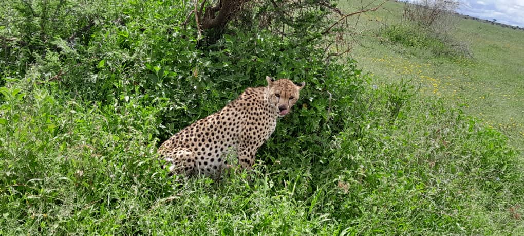 Image Slider No: 2 7 Days Kenya Adventure Safari
