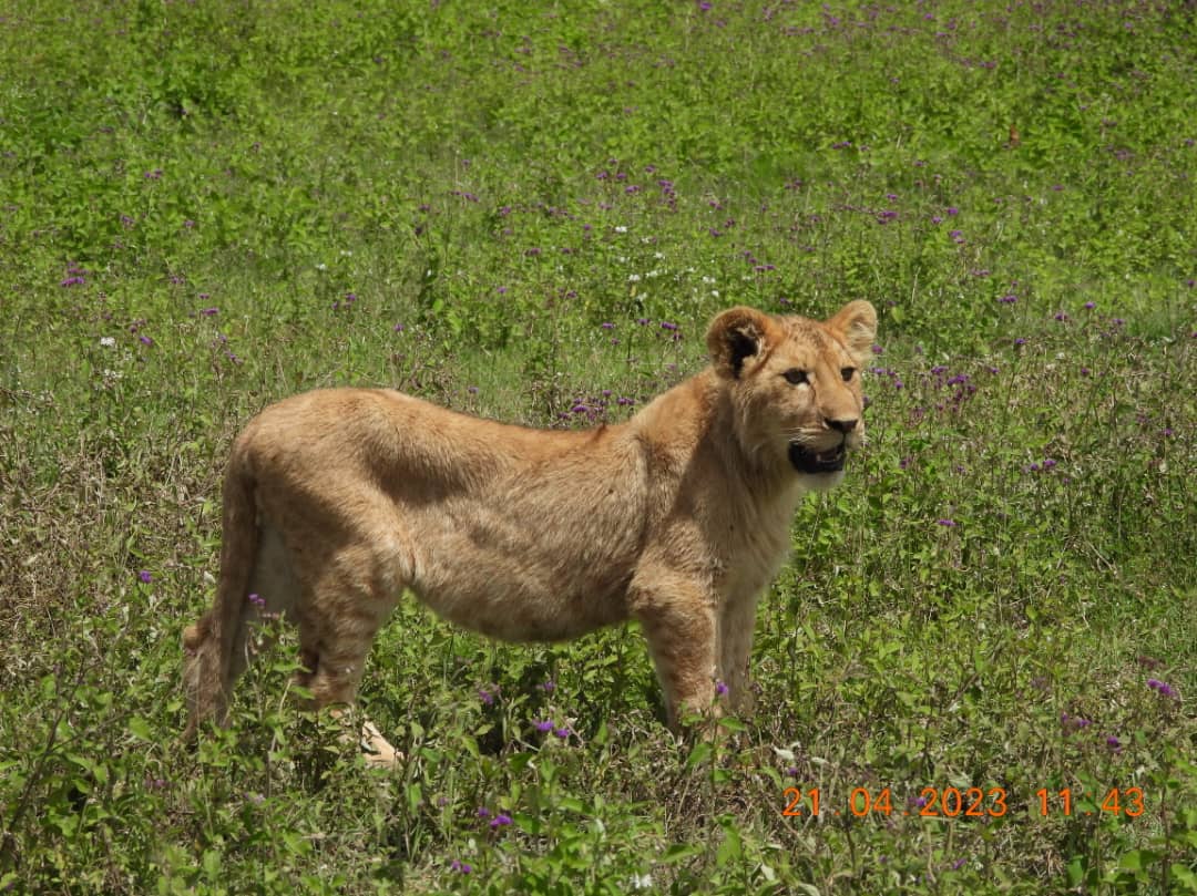 Image Slider No: 9 7 Day The Royal Serengeti Escape