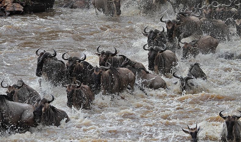 SlideShow Image number: 6 Wild Places - The Great Wildebeest Migration in the Serengeti 