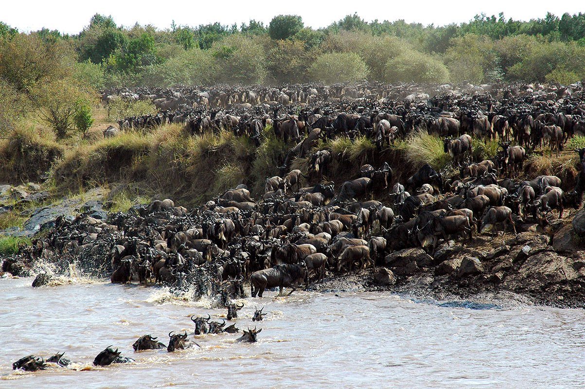 SlideShow Image number: 6 Wild Places - The Great Wildebeest Migration in the Serengeti 
