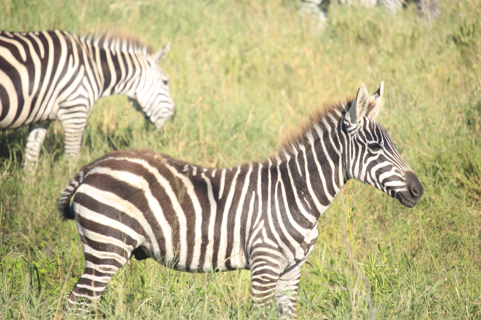 SlideShow Image number: 4 Wild Places - 10 Interesting Facts About Serengeti National Park