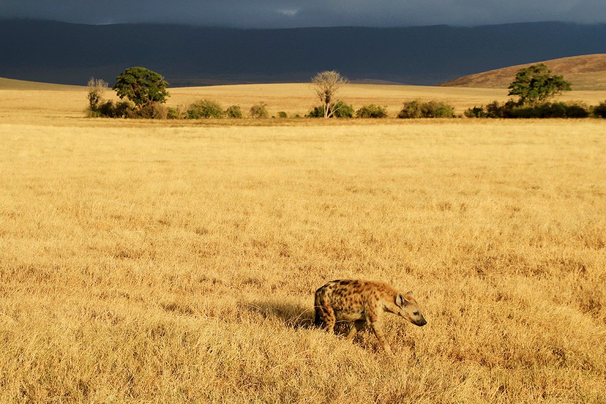 Image Slider No: 2 6-Day Budget Camping Safari in Tanzania – Tarangire, Serengeti & Ngorongoro