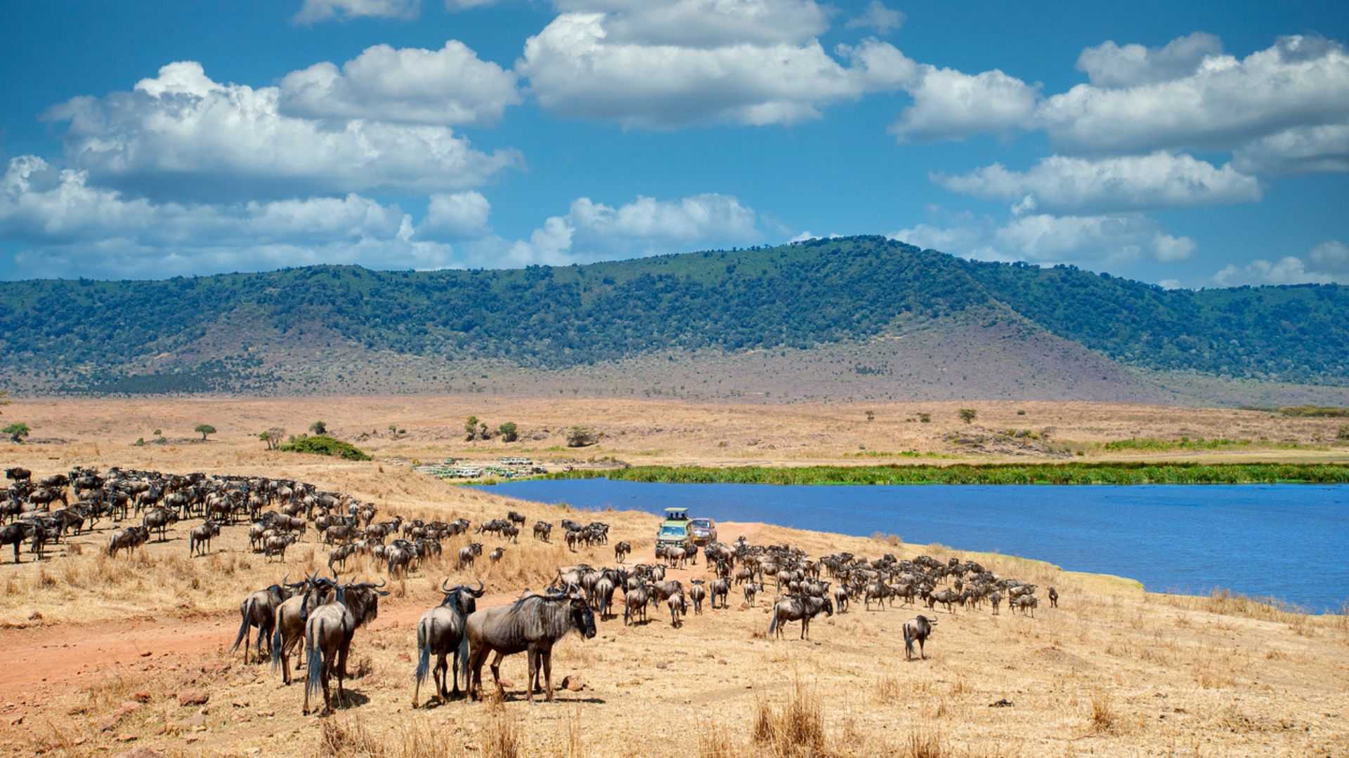 Image Slider No: 8 5-Day Luxury Fly-In Tanzania Safari – Serengeti & Ngorongoro Crater
