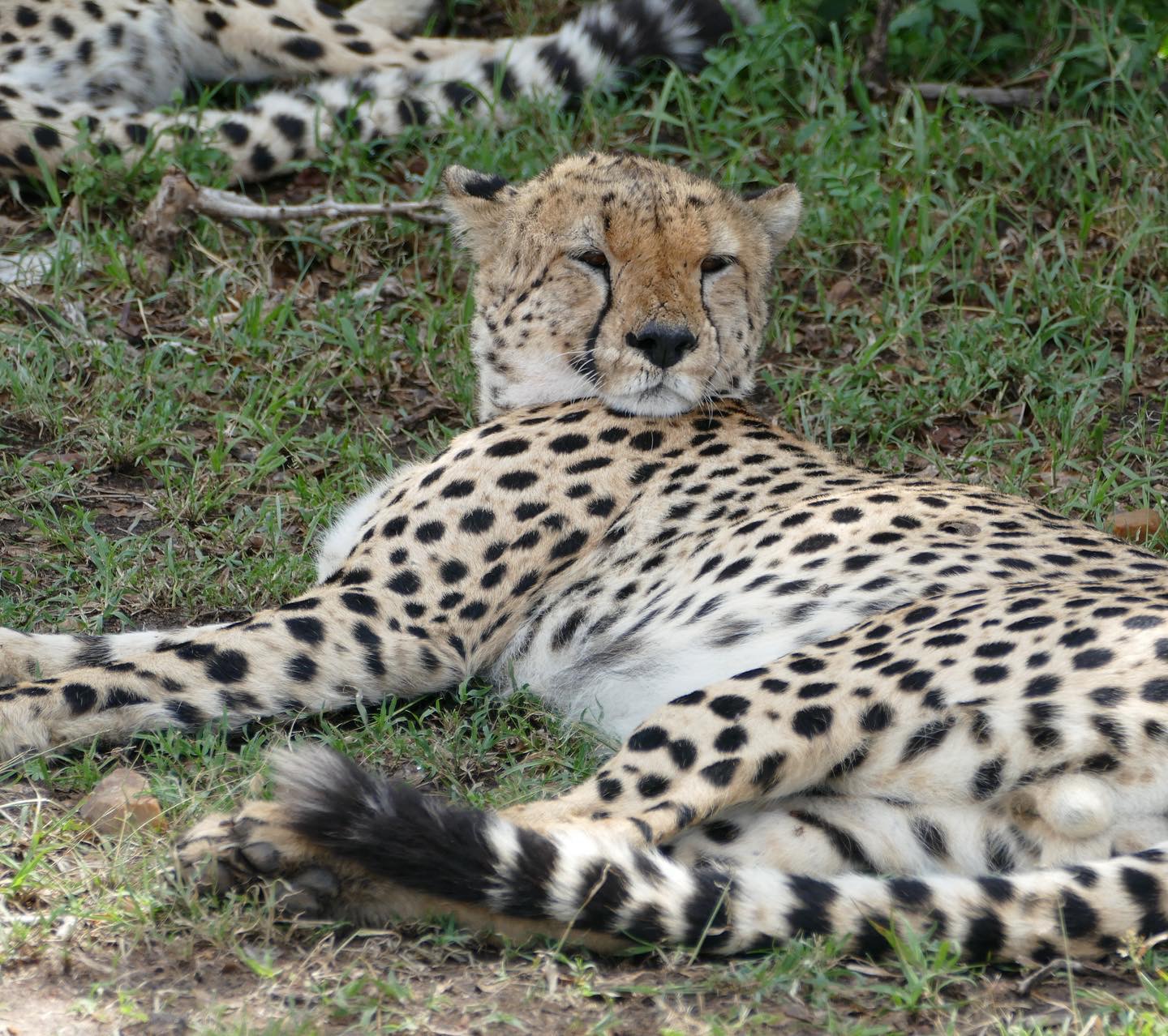Image Slider No: 6 7 Days Luxury Tanzania Safari