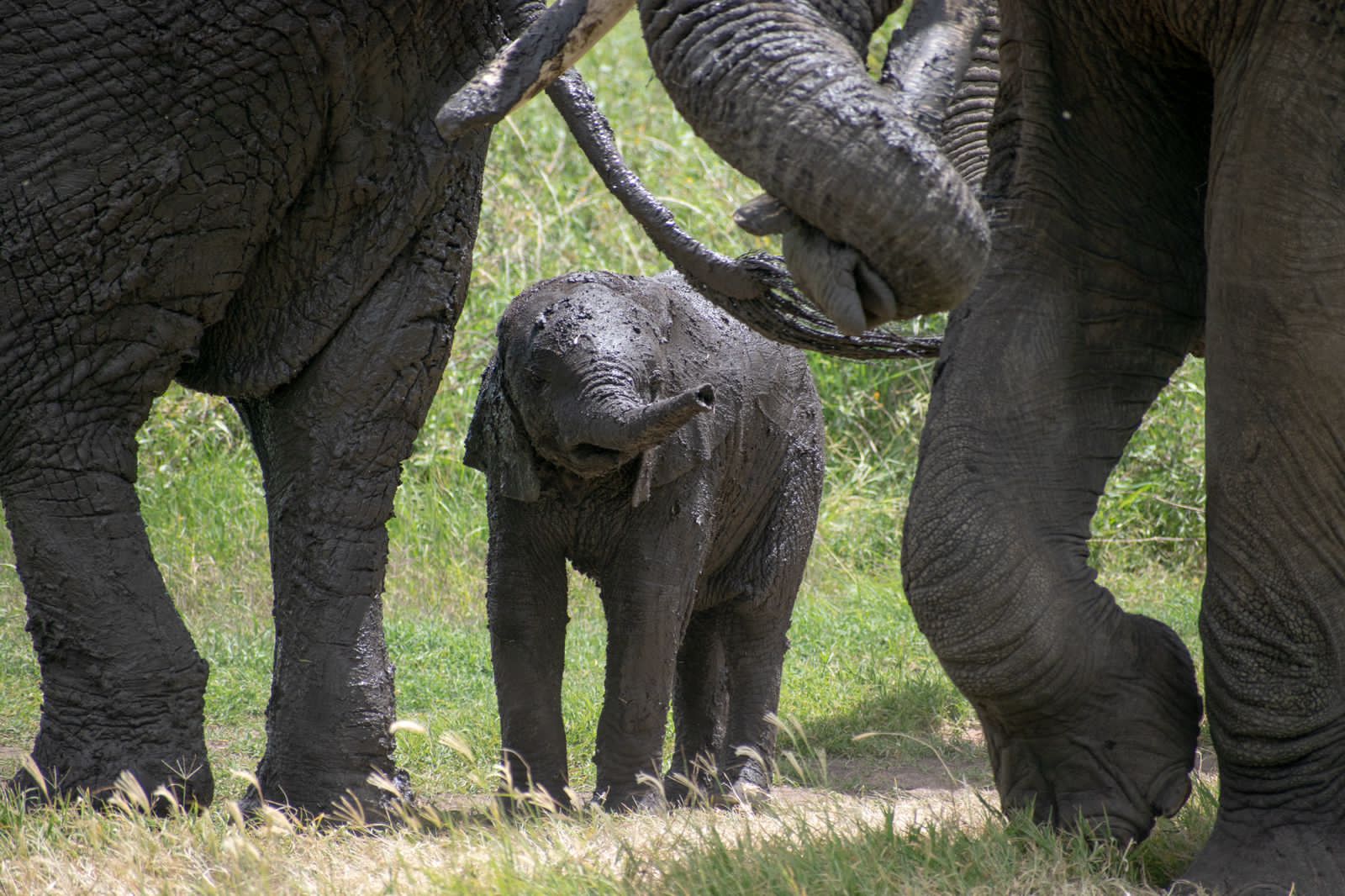 Image Slider No: 6 8 Day Sky & Savannah Safari Experience