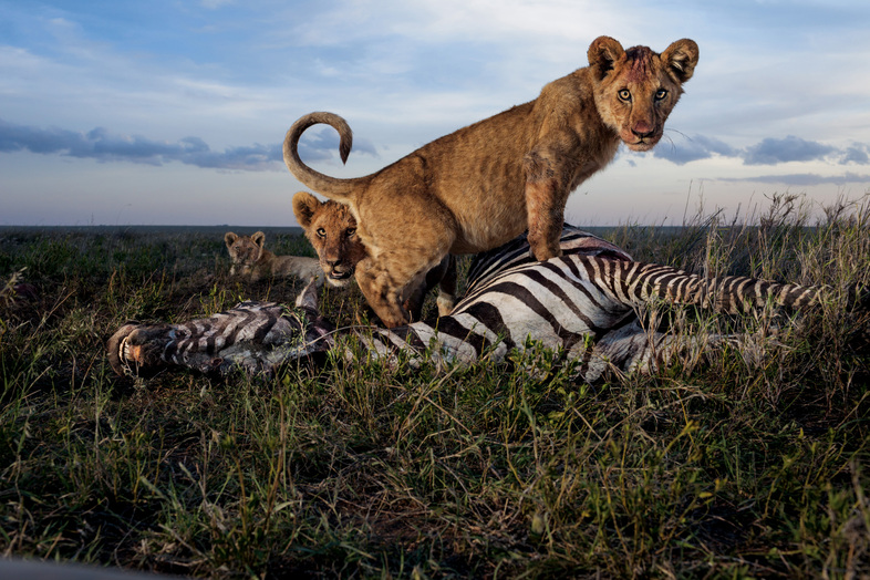 Image Slider No: 1 7 Days Serengeti Wildebeest Migration Safari