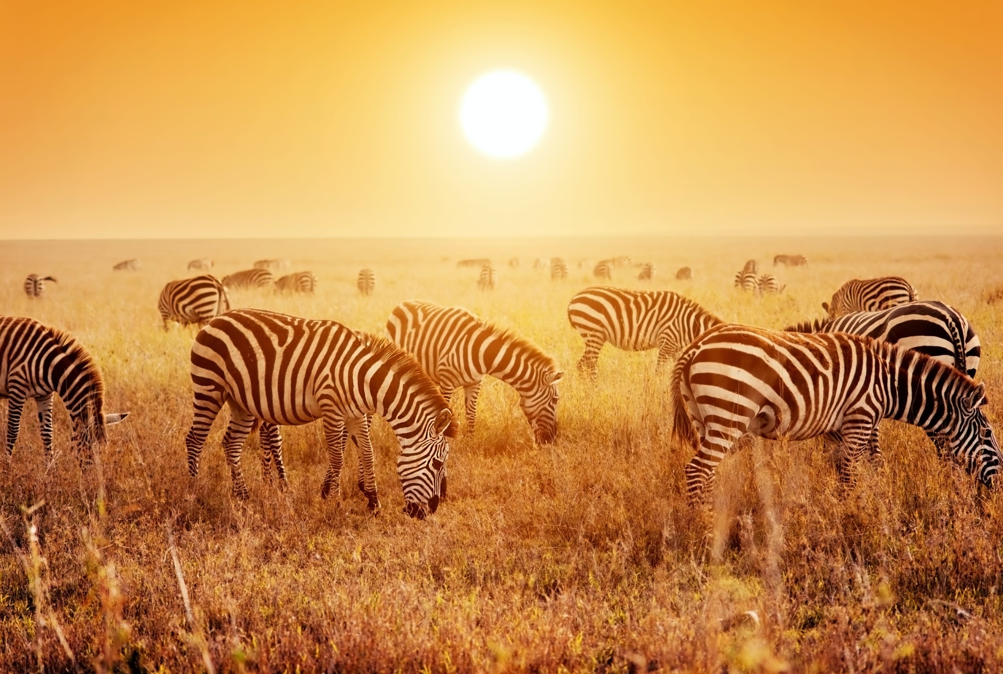 SlideShow Image number: 6 Travel Tips - Discover the Best Day Trips in Tanzania: A Journey into Nature and Culture