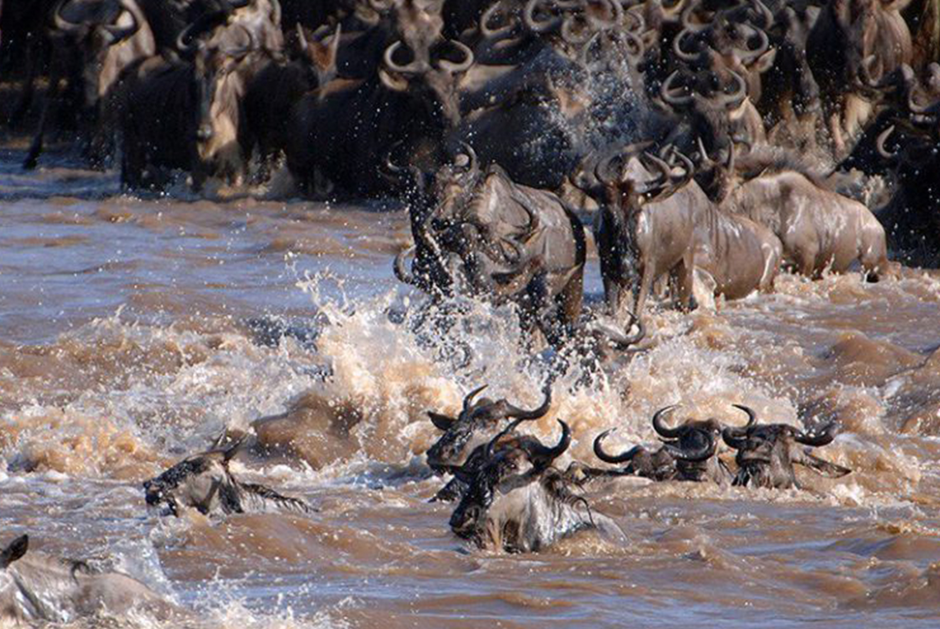 Image Slider No: 3 8 Days Central & Northern Serengeti Migration Safari