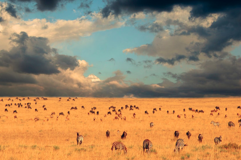 Image Slider No: 4 10 Days Serengeti Great Wildebeest Migration Safari