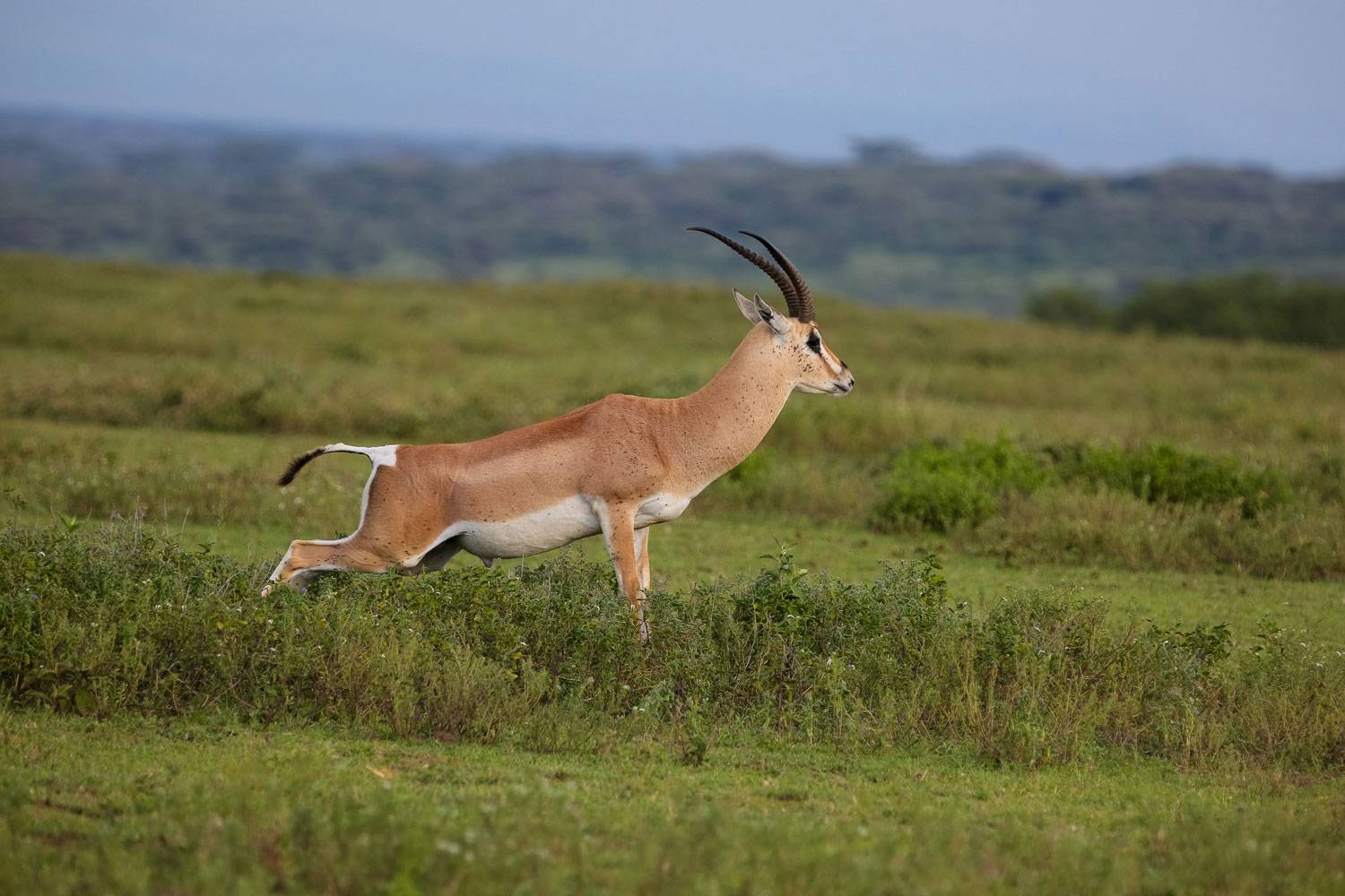 Image Slider No: 5 5 Days Tanzania Camping Safari: Tarangire, Serengeti, and Ngorongoro