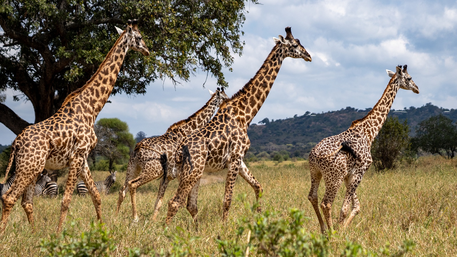 SlideShow Image number: 1 Travel Tips - Tanzania Safari and Kilimanjaro: How to Combine Both in One Trip