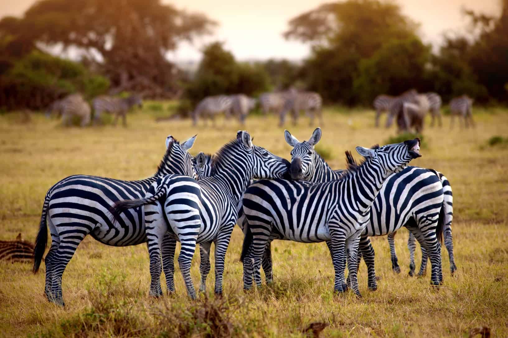 SlideShow Image number: 7 Travel Tips - Discovering the Wonders of Tanzania's Northern Circuit Safari: A Journey of Awe and Amazement