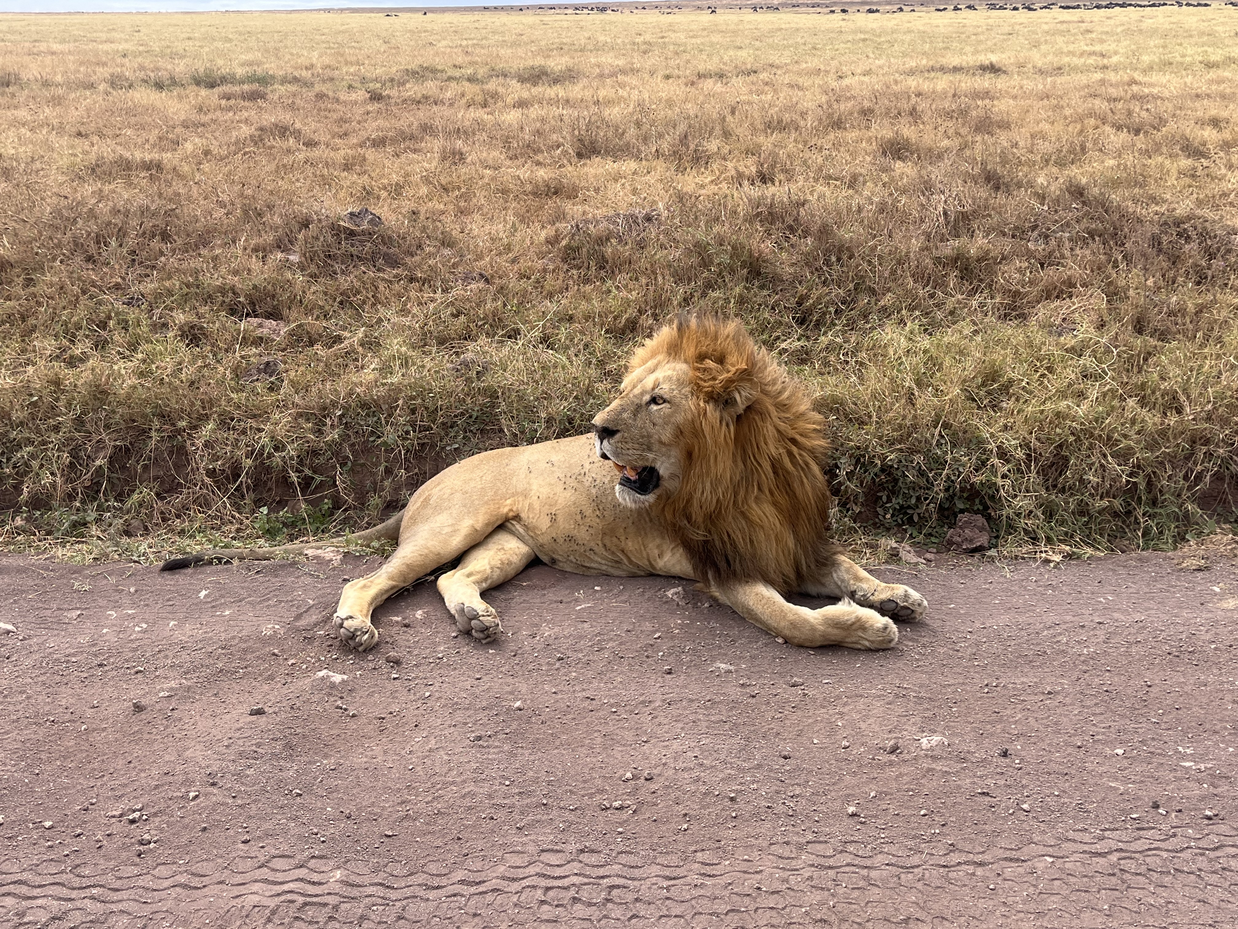 SlideShow Image number: 1 Tanzania Safari - Why Should You Go for a Tanzania Safari? – 6 Reasons to Choose a Tanzania Safari Package