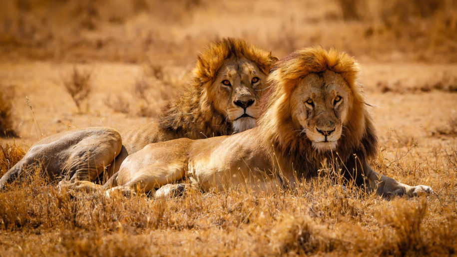 SlideShow Image number: 2 Tanzania Safari - Which Month Is Perfect for Travelling to Tanzania Safari?